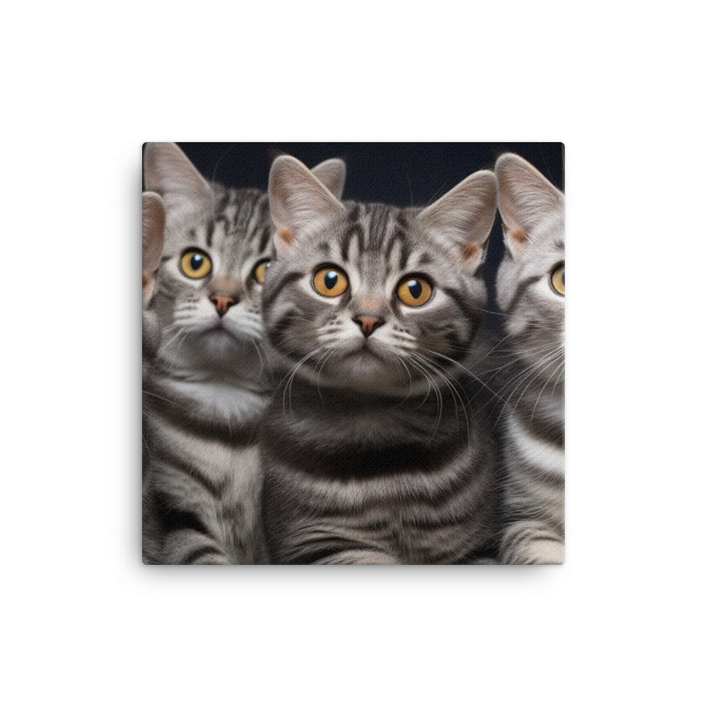 American Shorthair Canvas - PosterfyAI.com