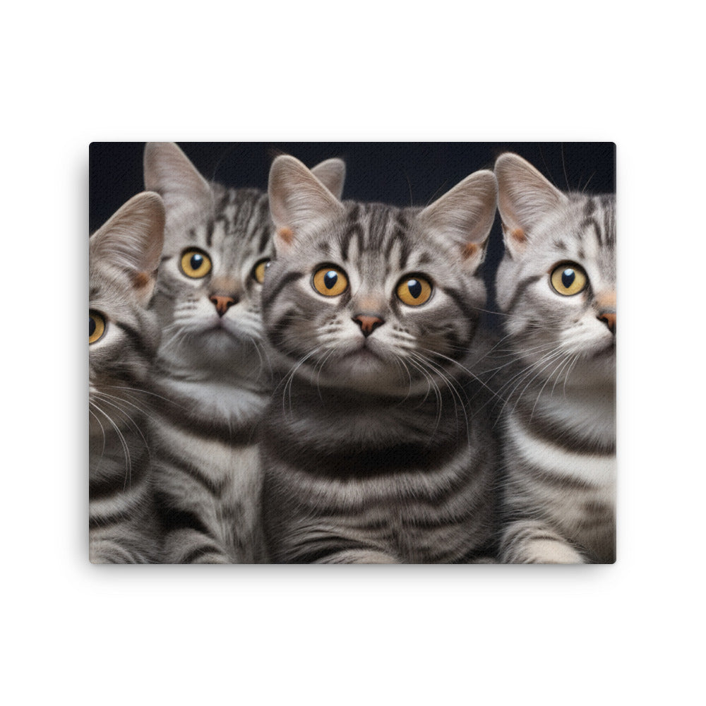 American Shorthair Canvas - PosterfyAI.com