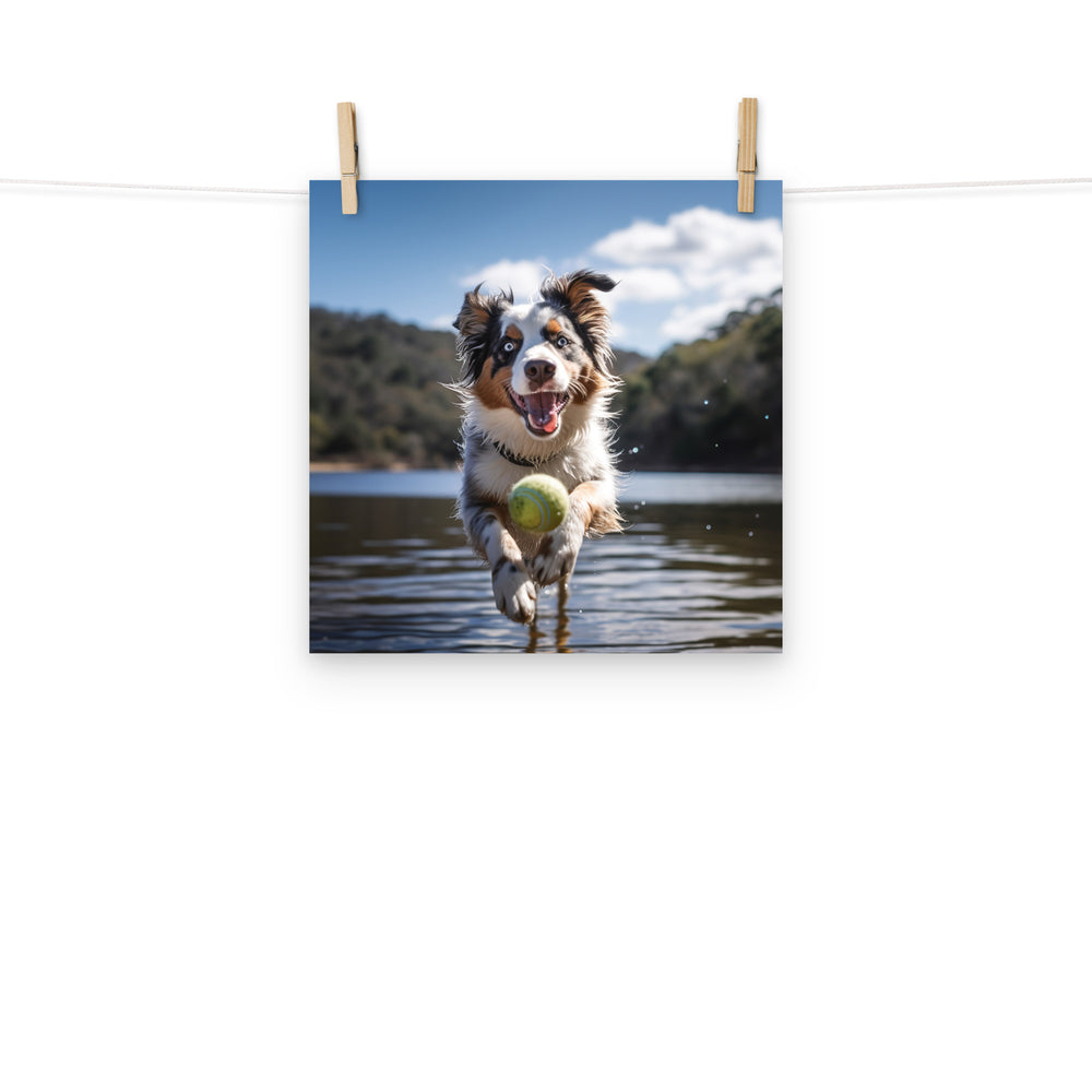 Australian Shepherd Photo paper poster - PosterfyAI.com