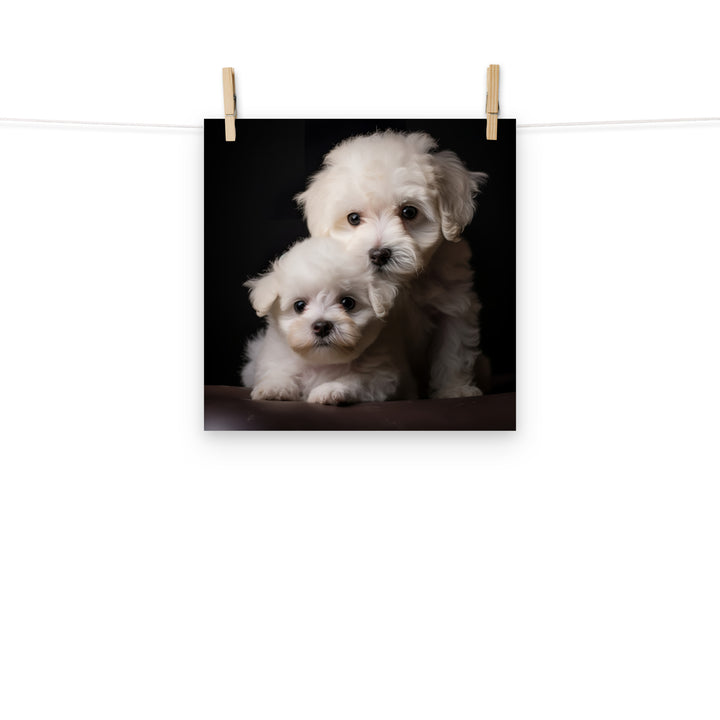 Bichon Frise Photo paper poster - PosterfyAI.com