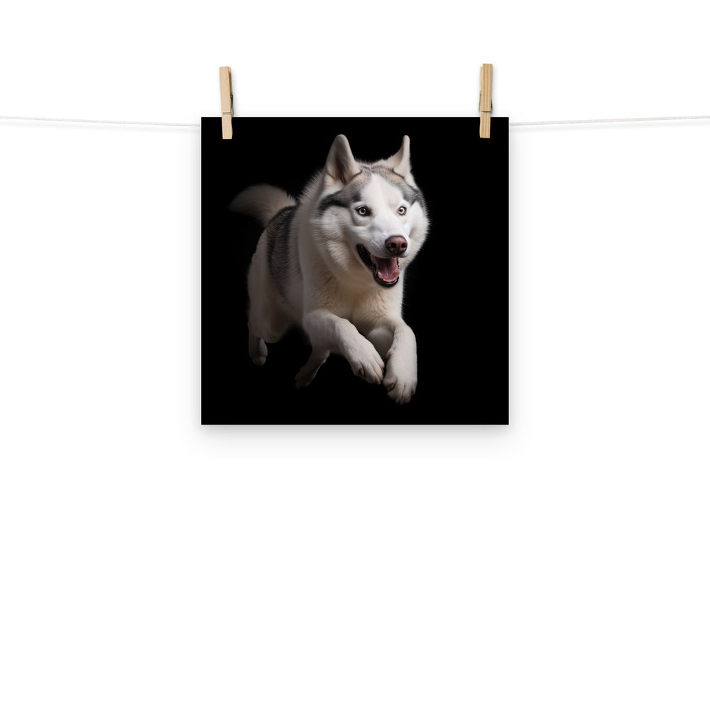 Siberian Husky Photo paper poster - PosterfyAI.com