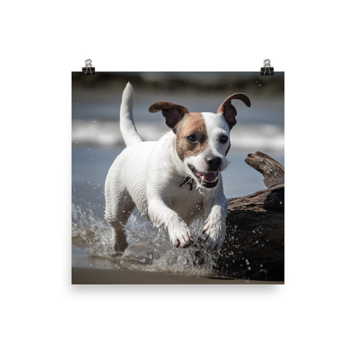 Spirited Jack Russell Terrier at Play Photo paper poster - PosterfyAI.com