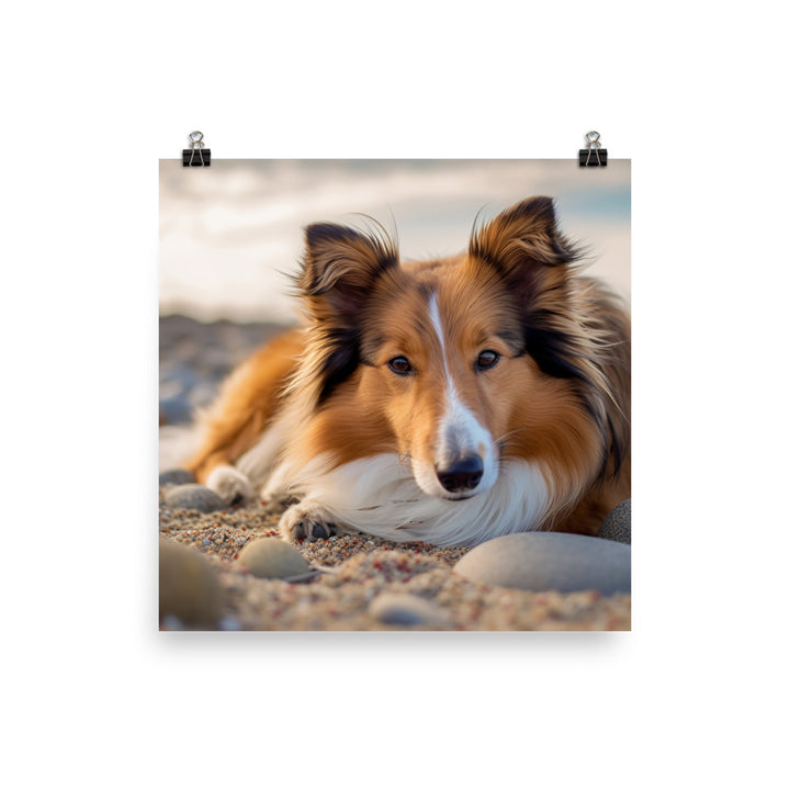 Shetland Sheepdog Relaxing on the Beach Photo paper poster - PosterfyAI.com