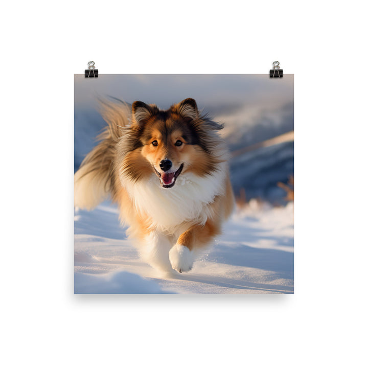 Shetland Sheepdog Playing in the Snow Photo paper poster - PosterfyAI.com