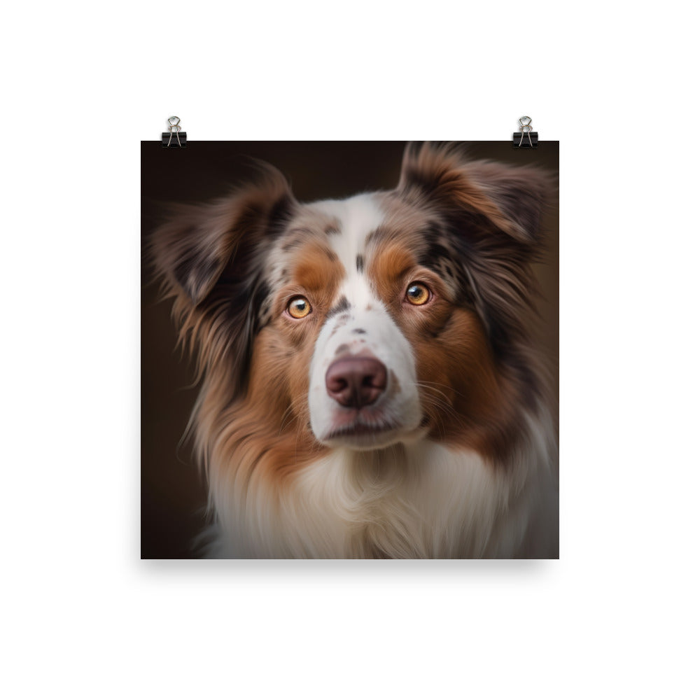 Australian Shepherd Photo paper poster - PosterfyAI.com