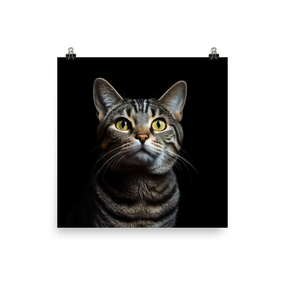 American Shorthair Cat Photo paper poster - PosterfyAI.com