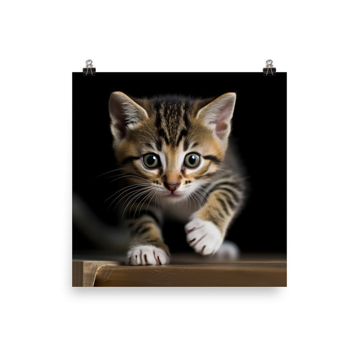 American Shorthair Cat Photo paper poster - PosterfyAI.com