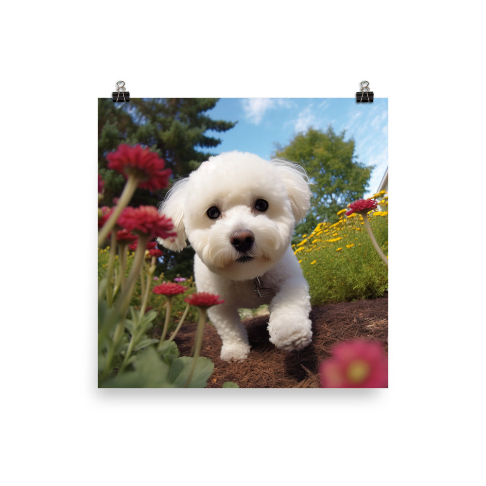 Bichon Frise in a Garden Photo paper poster - PosterfyAI.com