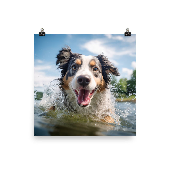 Australian Shepherd playing Photo paper poster - PosterfyAI.com