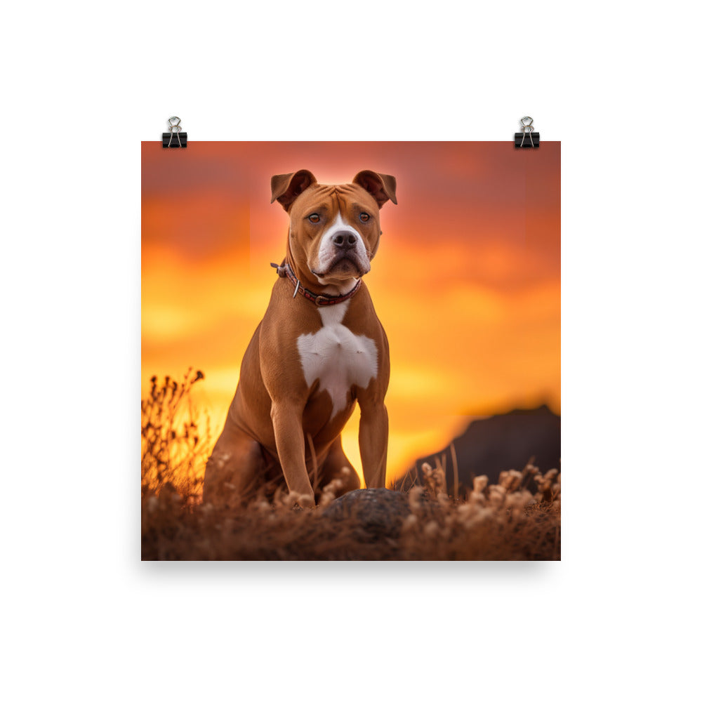 American Staffordshire Terrier at Sunset Photo paper poster - PosterfyAI.com