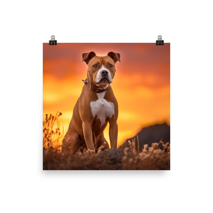 American Staffordshire Terrier at Sunset Photo paper poster - PosterfyAI.com