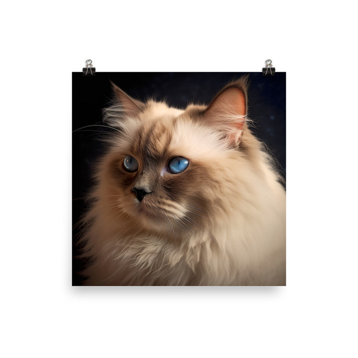 Beauty of Himalayan Cat Photo paper poster - PosterfyAI.com