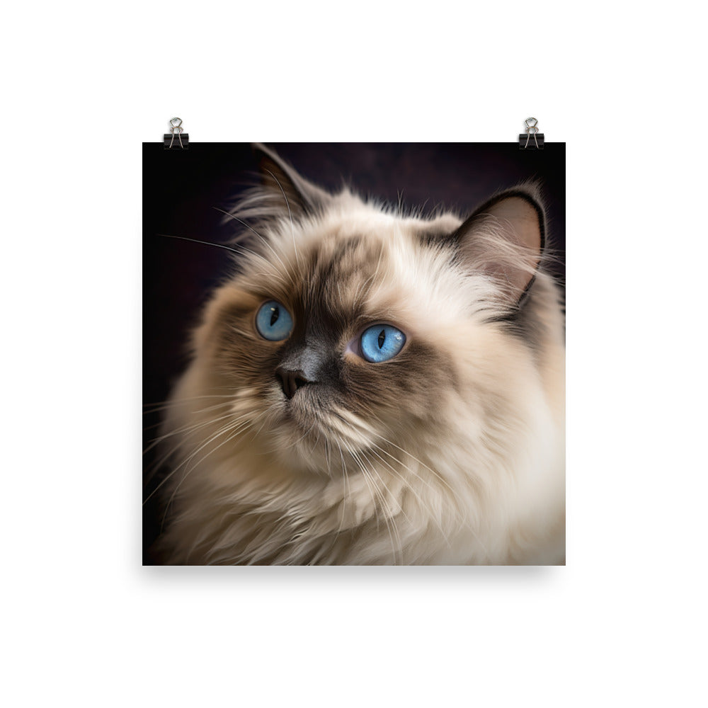 Beauty of Himalayan Cat Photo paper poster - PosterfyAI.com