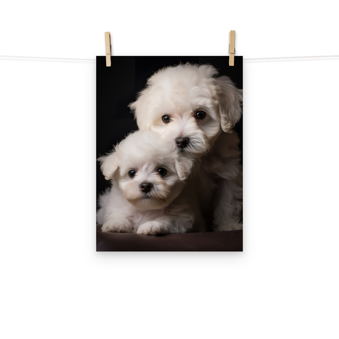Bichon Frise Photo paper poster - PosterfyAI.com