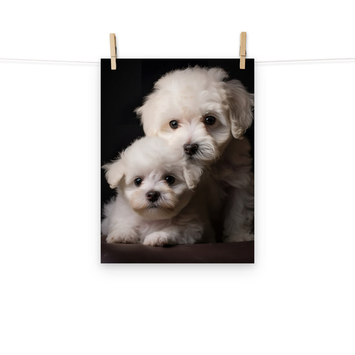 Bichon Frise Photo paper poster - PosterfyAI.com