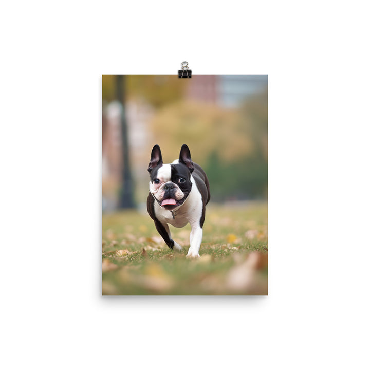 Spunky Boston Terrier in the Park Photo paper poster - PosterfyAI.com