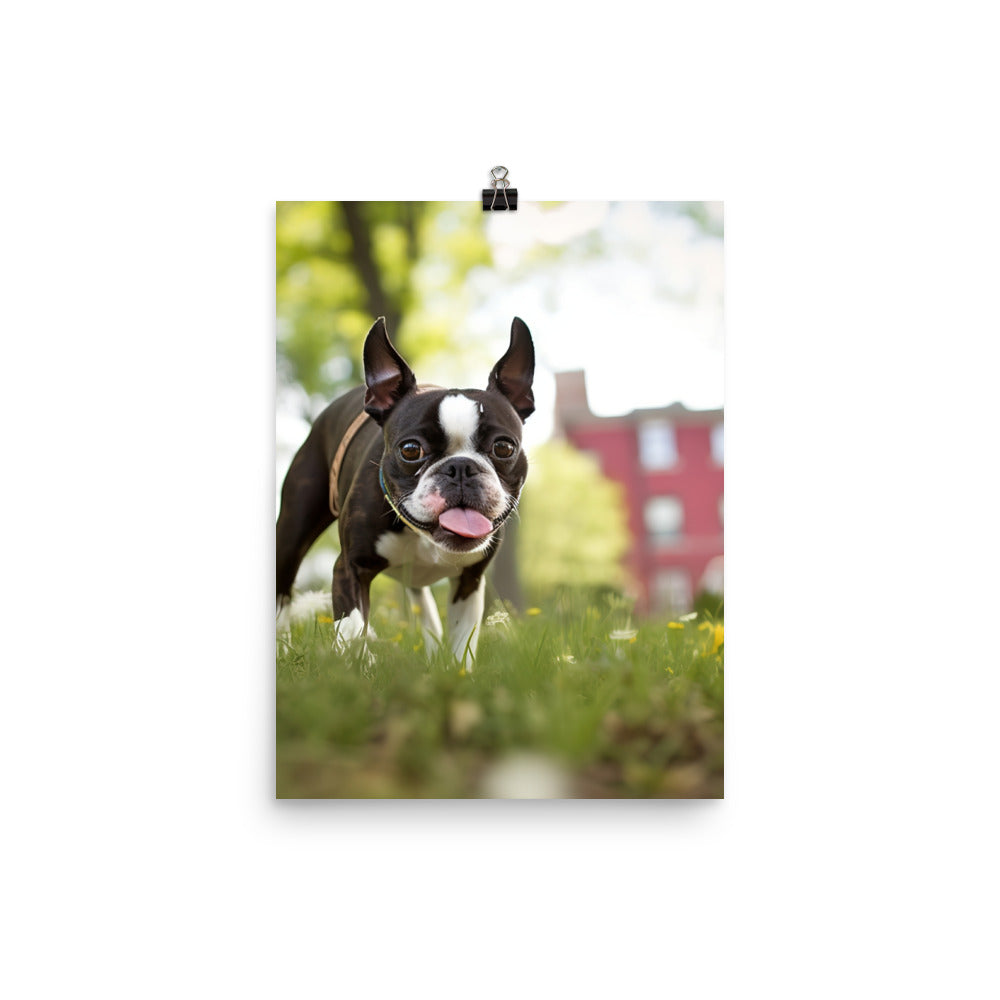 Spunky Boston Terrier in the Park Photo paper poster - PosterfyAI.com