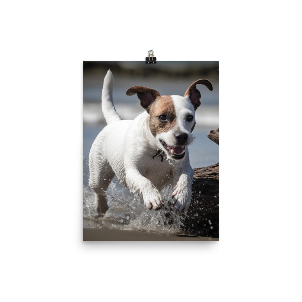 Spirited Jack Russell Terrier at Play Photo paper poster - PosterfyAI.com