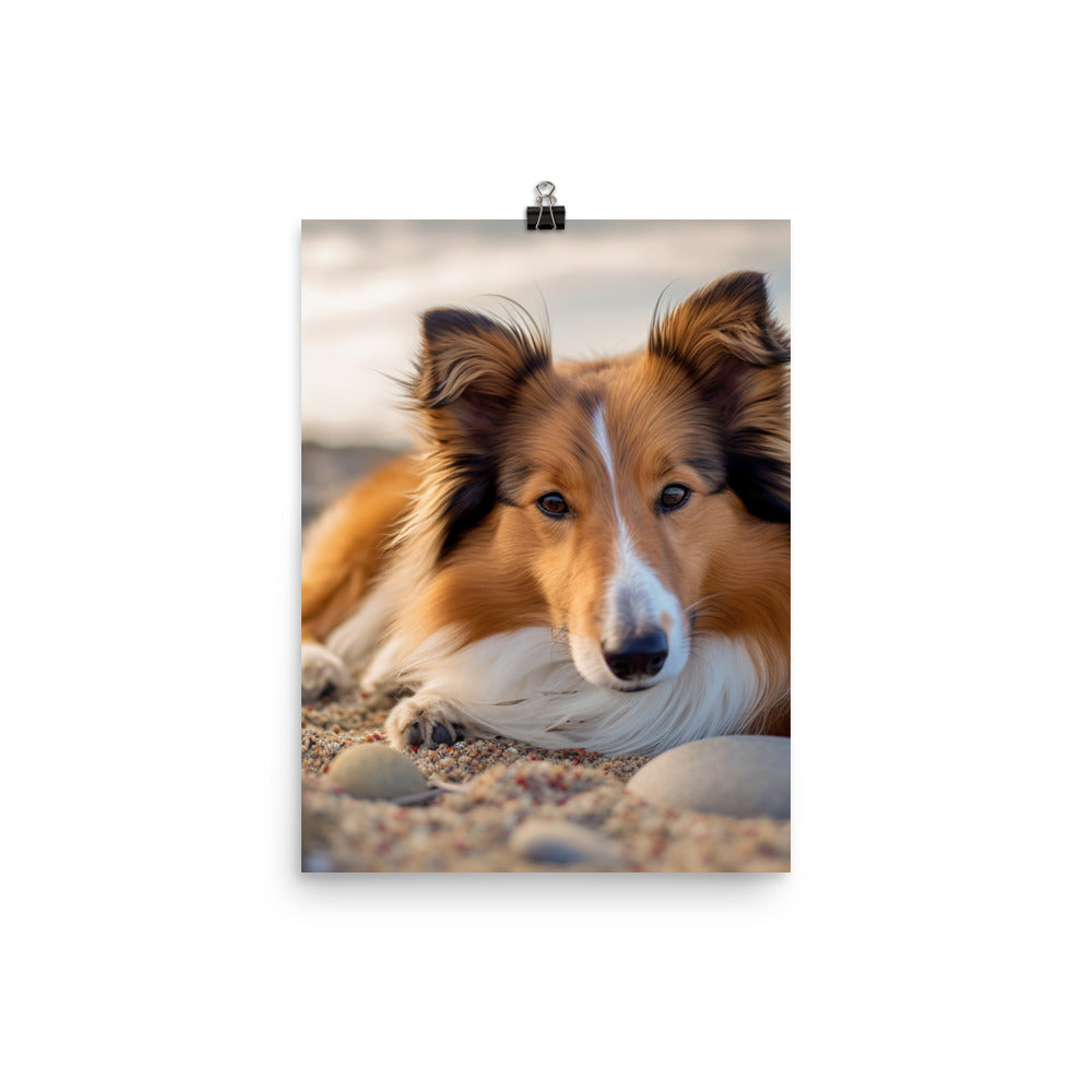 Shetland Sheepdog Relaxing on the Beach Photo paper poster - PosterfyAI.com