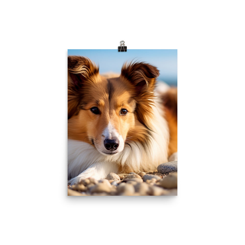 Shetland Sheepdog Relaxing on the Beach Photo paper poster - PosterfyAI.com