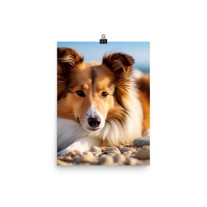 Shetland Sheepdog Relaxing on the Beach Photo paper poster - PosterfyAI.com