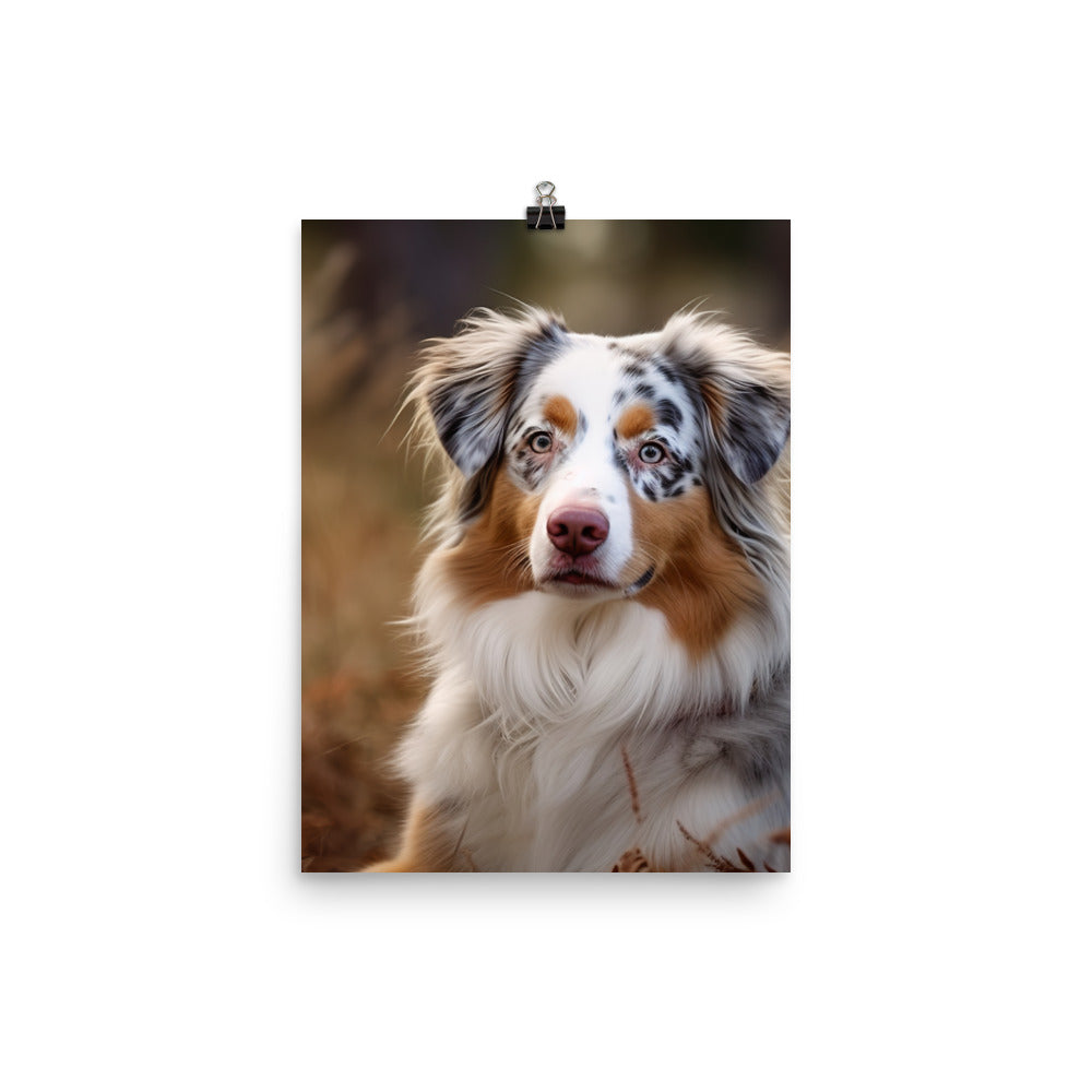 Australian Shepherd Photo paper poster - PosterfyAI.com