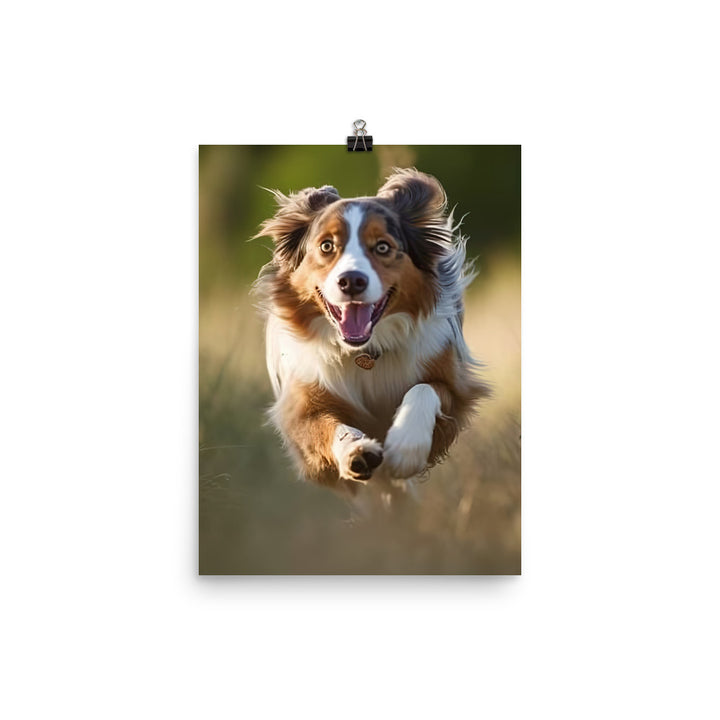 Australian Shepherd Photo paper poster - PosterfyAI.com
