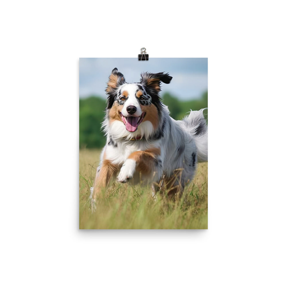 Australian Shepherd Photo paper poster - PosterfyAI.com