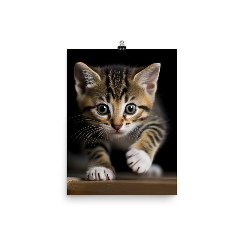 American Shorthair Cat Photo paper poster - PosterfyAI.com