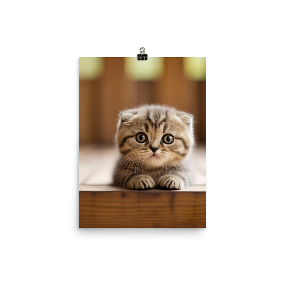 Scottish Fold Kitten Photo paper poster - PosterfyAI.com