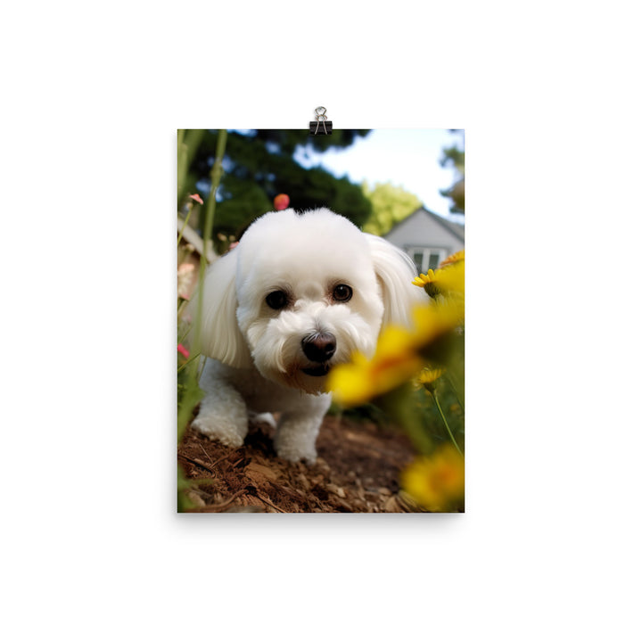 Bichon Frise in a Garden Photo paper poster - PosterfyAI.com