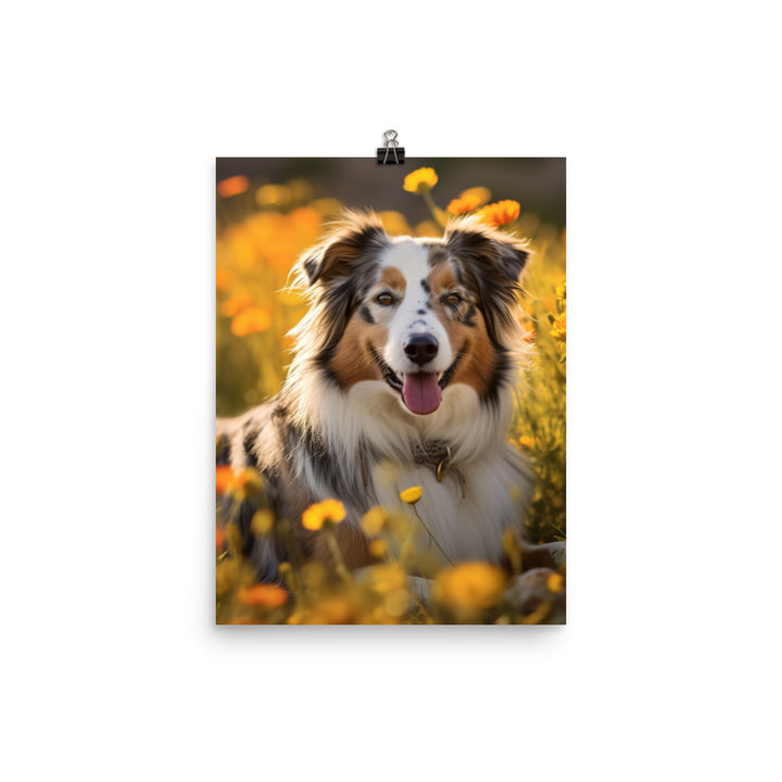 Australian Shepherd sitting Photo paper poster - PosterfyAI.com