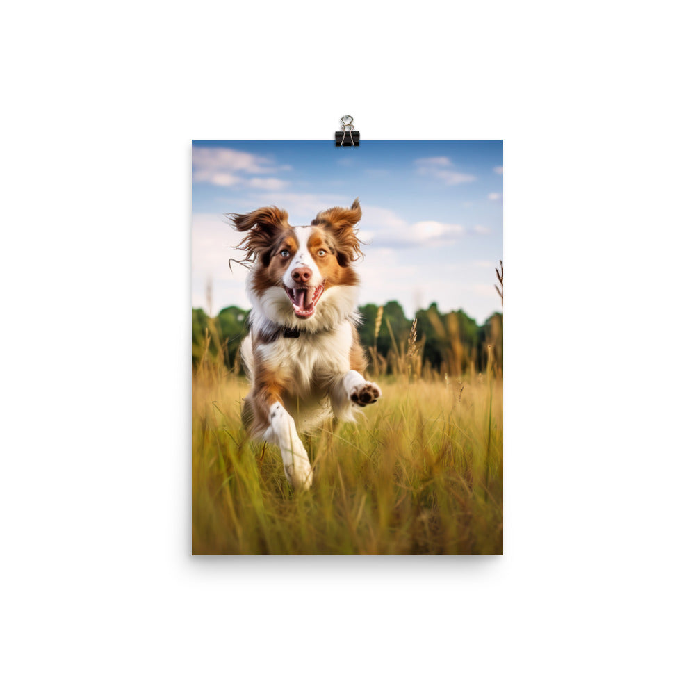 Australian Shepherd in action Photo paper poster - PosterfyAI.com