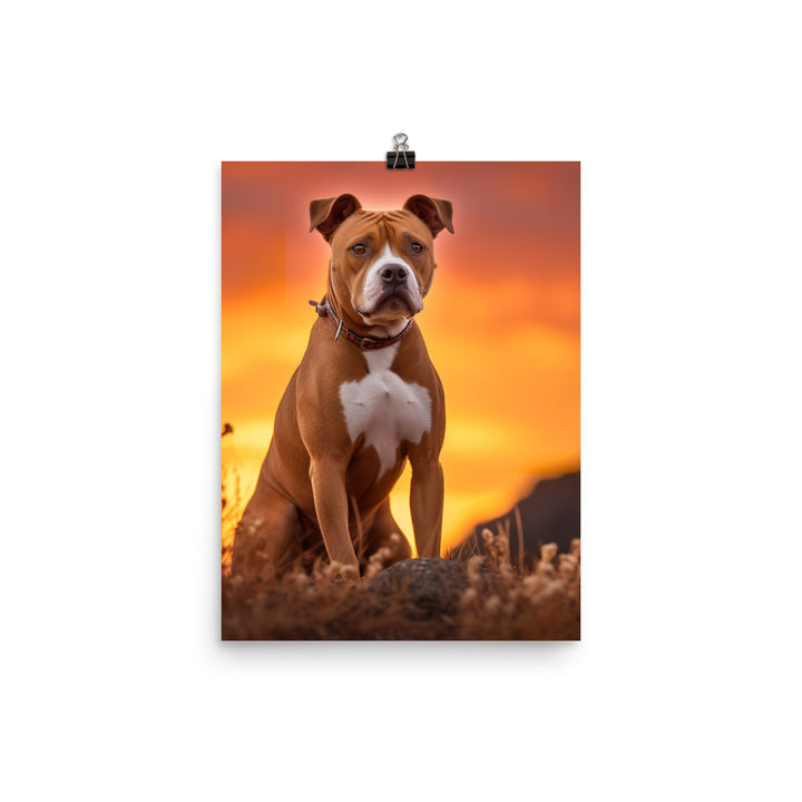 American Staffordshire Terrier at Sunset Photo paper poster - PosterfyAI.com