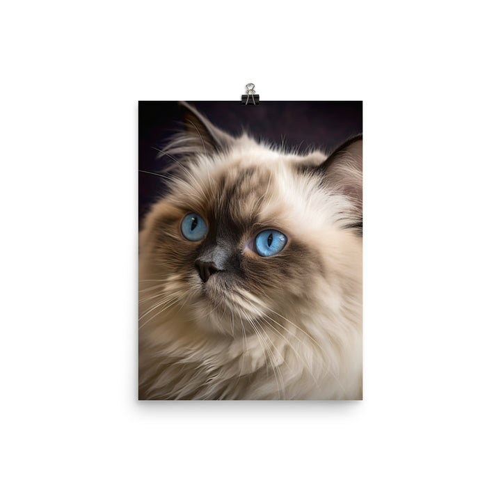 Beauty of Himalayan Cat Photo paper poster - PosterfyAI.com
