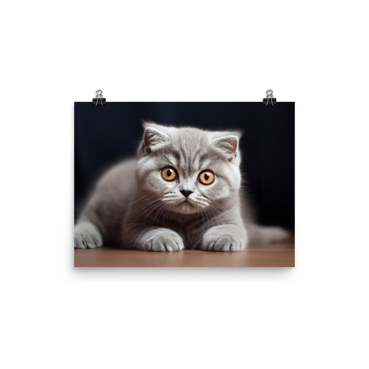 Scottish Fold Photo paper poster - PosterfyAI.com