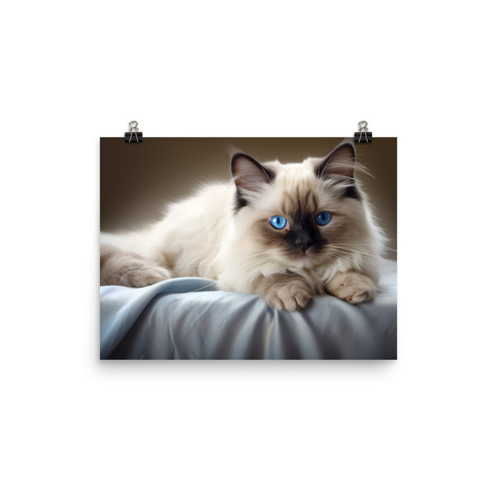 Birman Photo paper poster - PosterfyAI.com