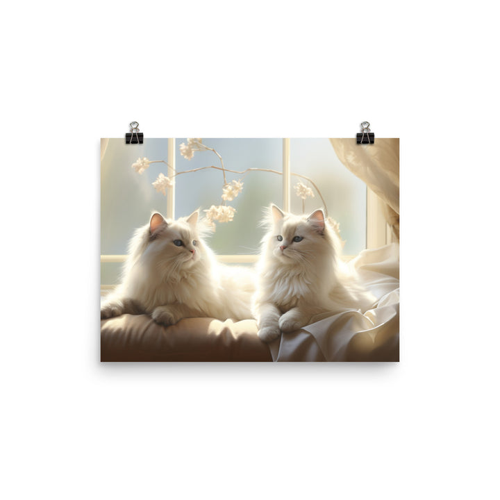 Birman Photo paper poster - PosterfyAI.com