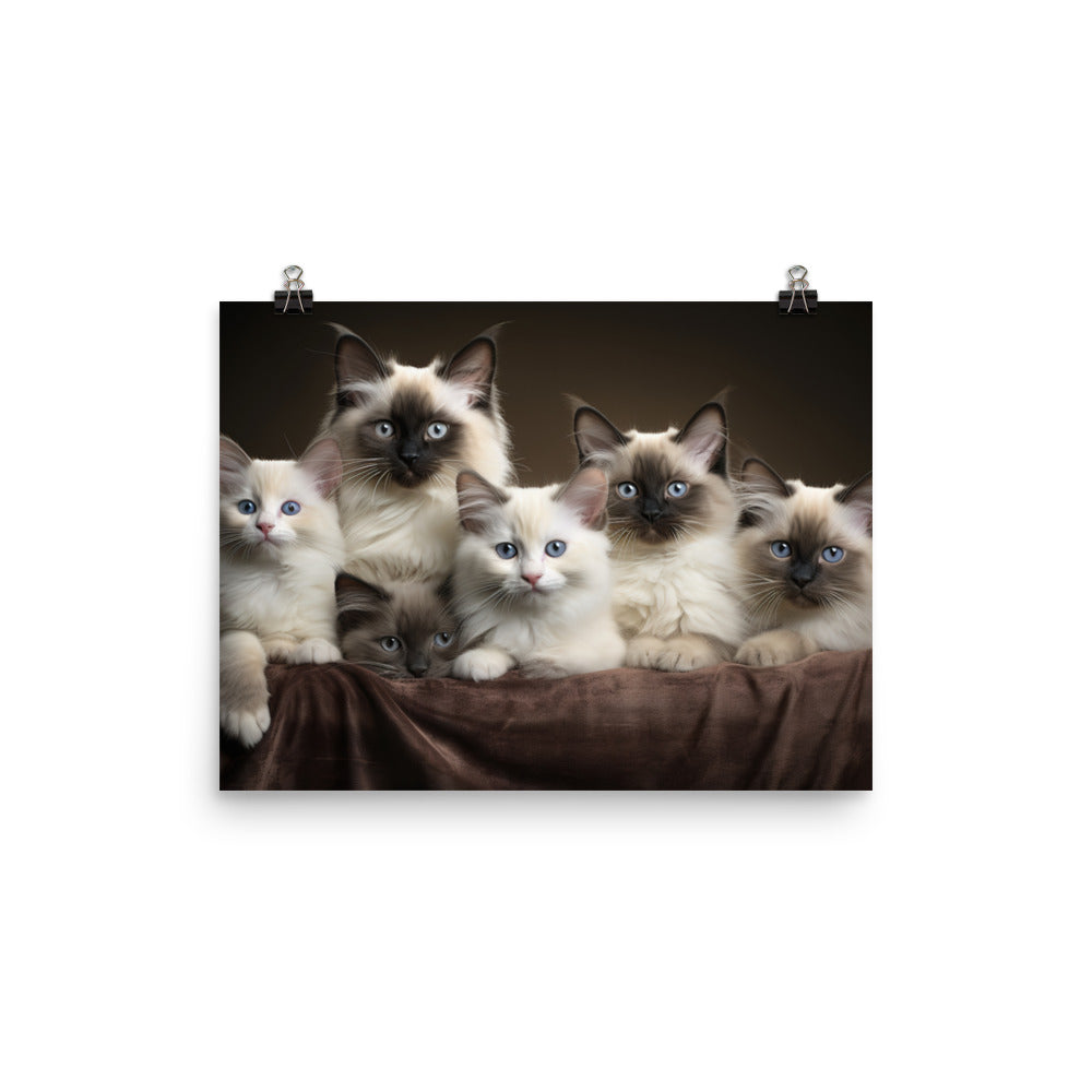 Birman Photo paper poster - PosterfyAI.com