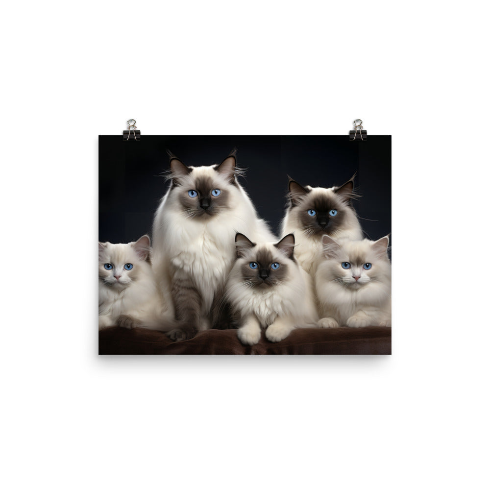 Birman Photo paper poster - PosterfyAI.com