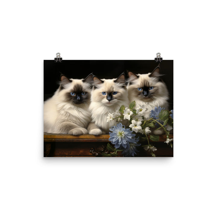Birman Photo paper poster - PosterfyAI.com