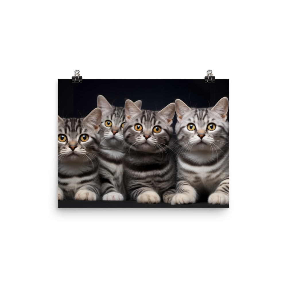 American Shorthair Photo paper poster - PosterfyAI.com