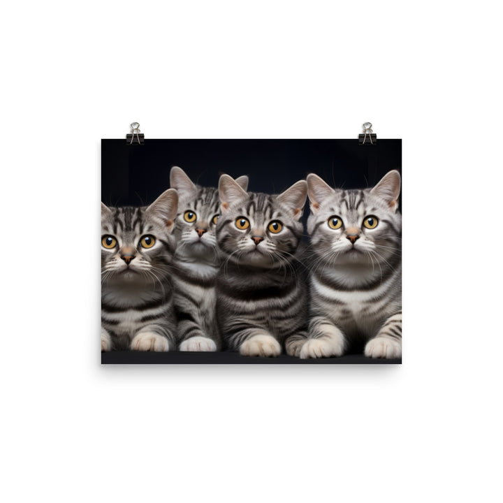 American Shorthair Photo paper poster - PosterfyAI.com