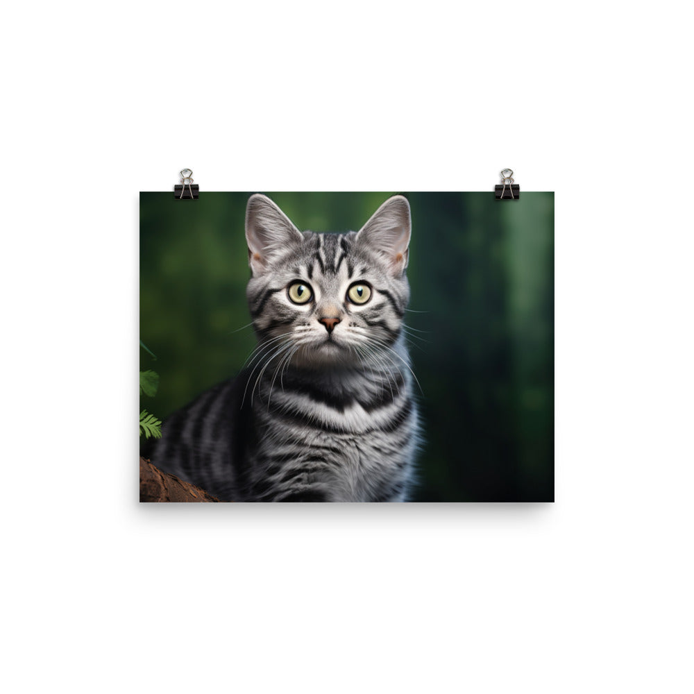 American Shorthair Photo paper poster - PosterfyAI.com