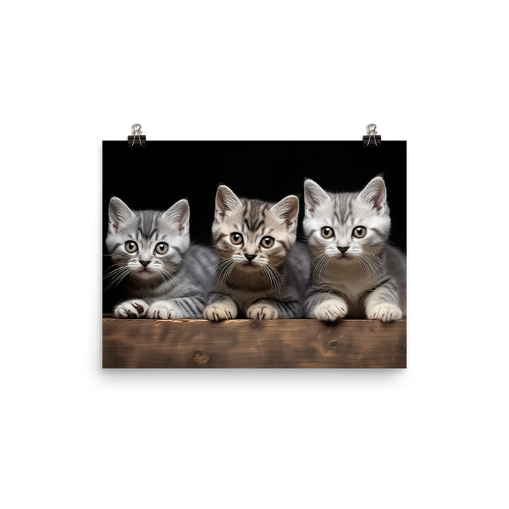 American Shorthair Photo paper poster - PosterfyAI.com