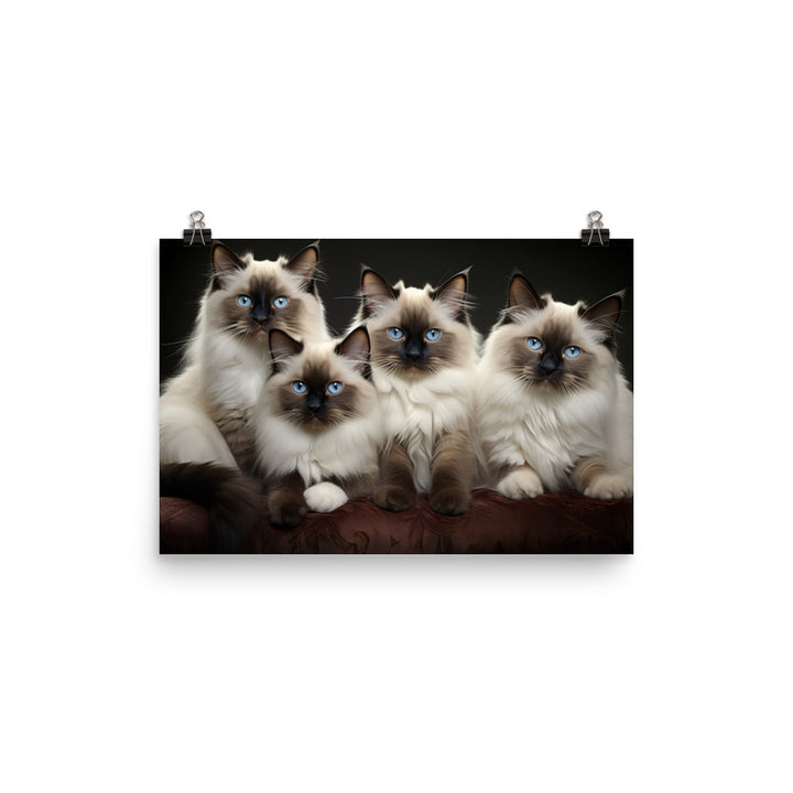 Birman Photo paper poster - PosterfyAI.com