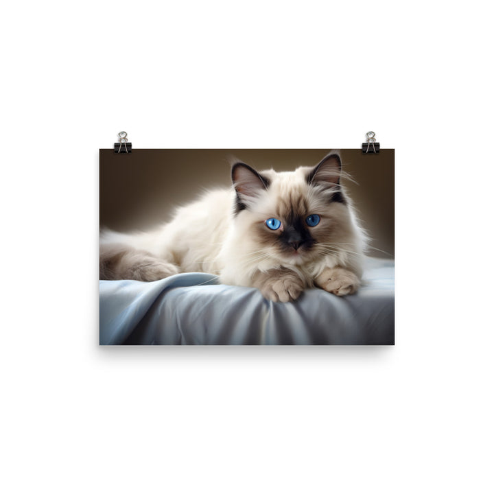 Birman Photo paper poster - PosterfyAI.com