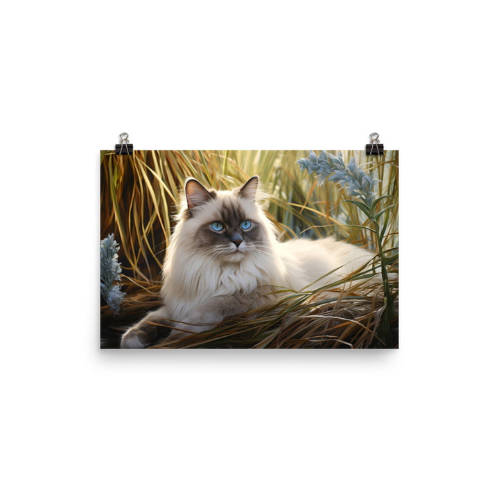 Birman Photo paper poster - PosterfyAI.com