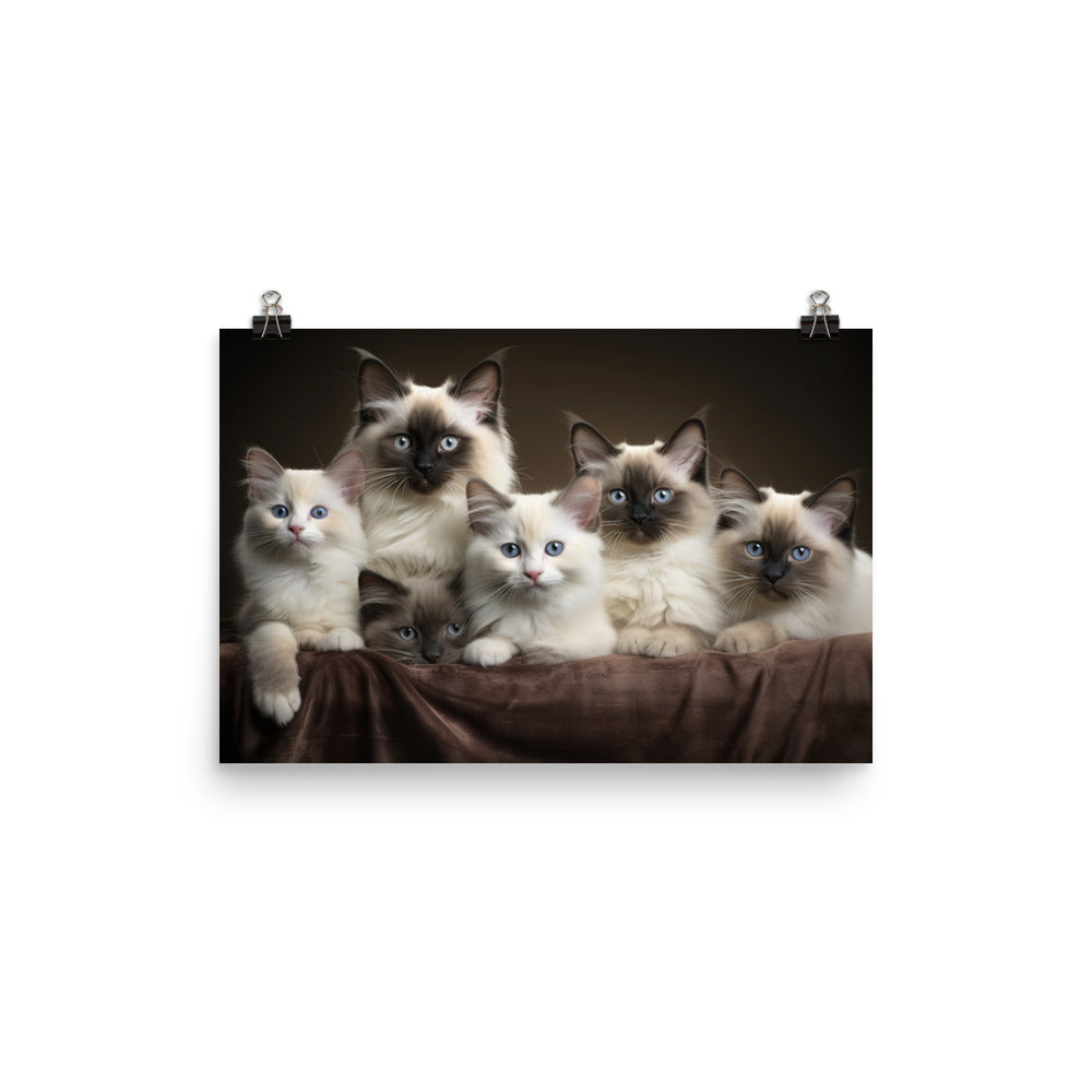 Birman Photo paper poster - PosterfyAI.com
