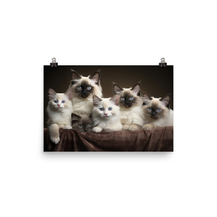 Birman Photo paper poster - PosterfyAI.com